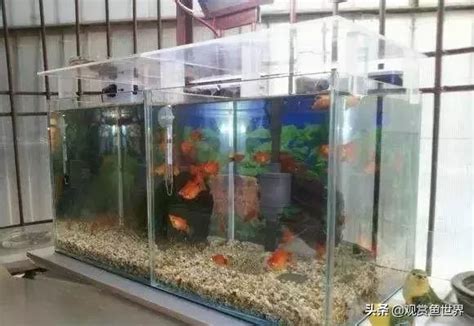 陽台可以養魚嗎|陽台上的魚池這樣養魚，可以旺好幾代人！